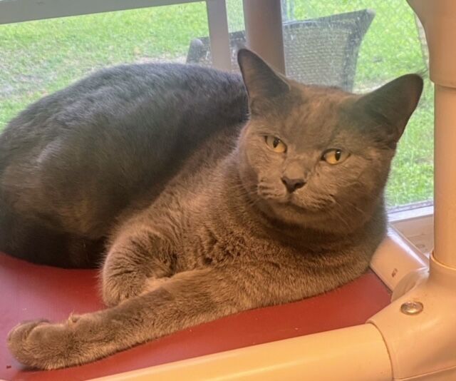 St. Lucie County Pet of the Week - Week of Nov. 20, 2020